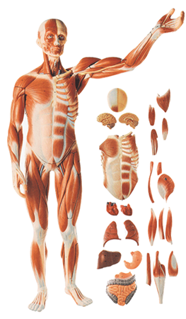 Muscles Of Male With Internal Organs